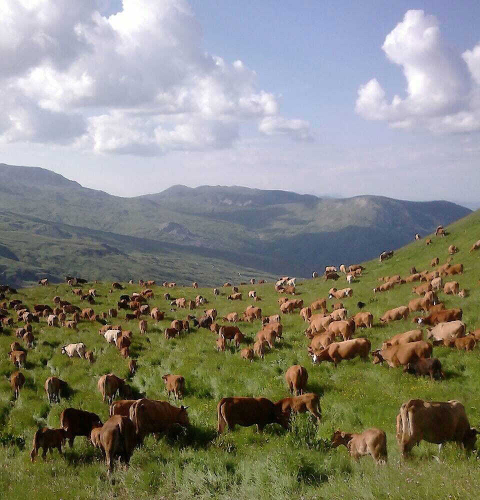 Η ΦΥΣΗ ΣΤΟ ΠΙΑΤΟ ΜΑΣ